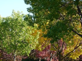 Trees in Fall Foliage